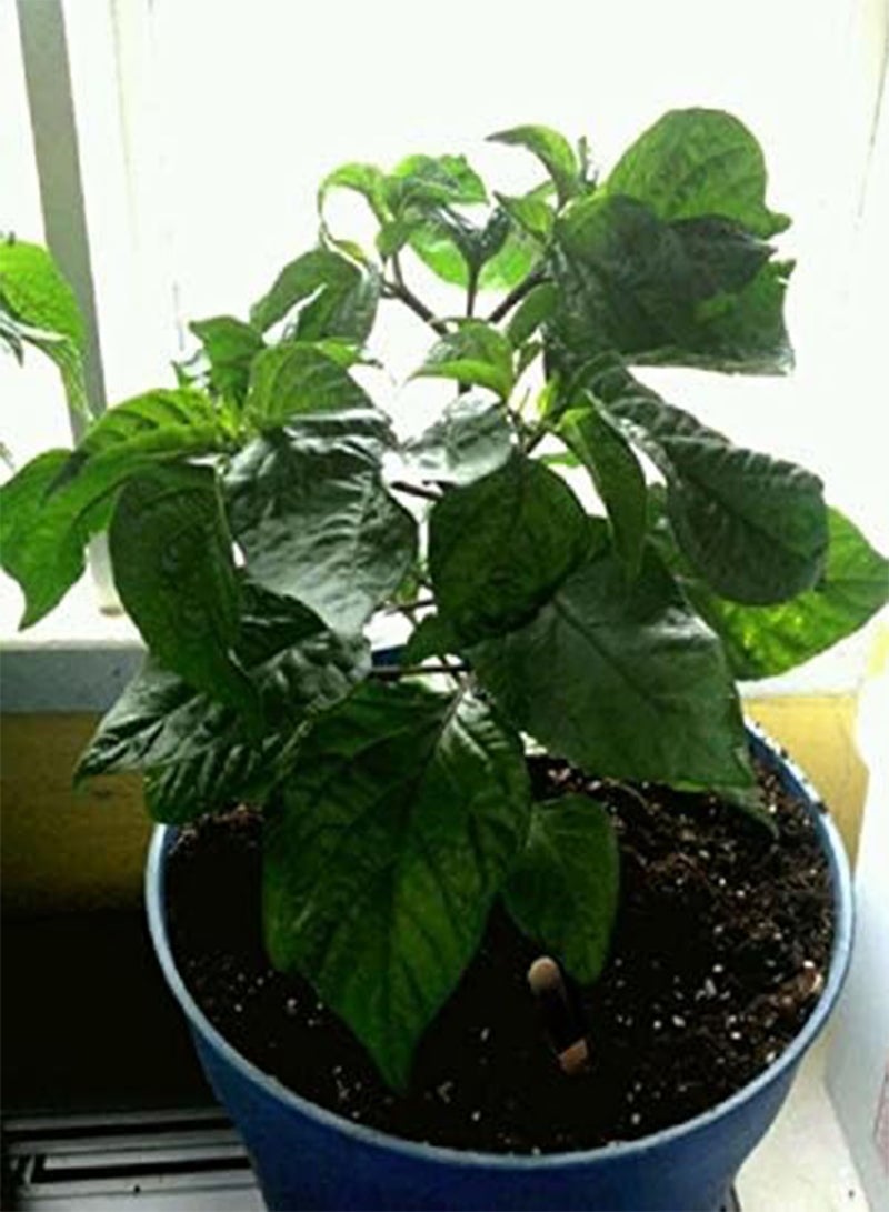 GGOOT Live Plant- Authentic Jamaican Scotch Bonnet  (3 Plants) - Image 2