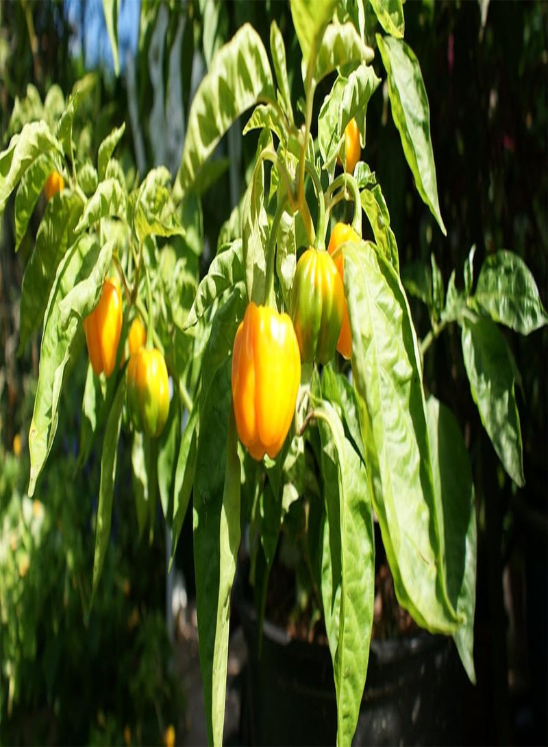 GGOOT Live Plant- Authentic Jamaican Scotch Bonnet  (3 Plants) - Image 4