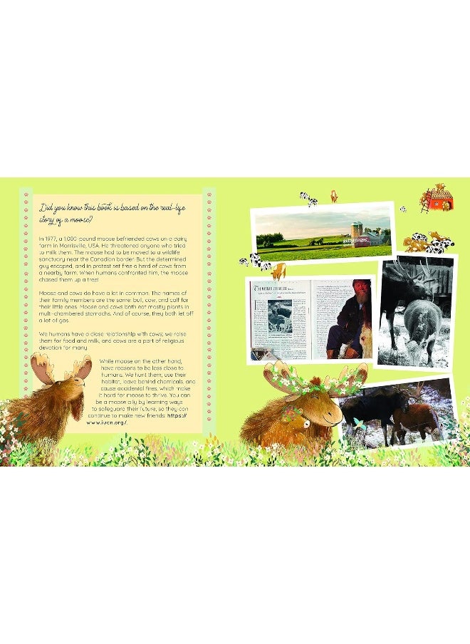 Sterling: The lovestruck moose with a heart for cows  - Image 4