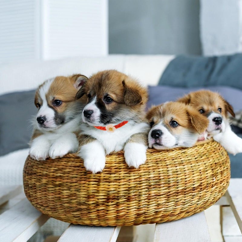 Medium Size Lightweight Knit Whelping Collars For Newborn Puppy Kitten Identification - Image 4