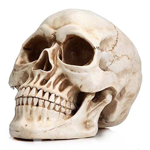 READAEER Resin Skull, Human Head Model for Home Decoration, Halloween Statue, Skull Model for Bookshelf and Desktop (White) - Image 1