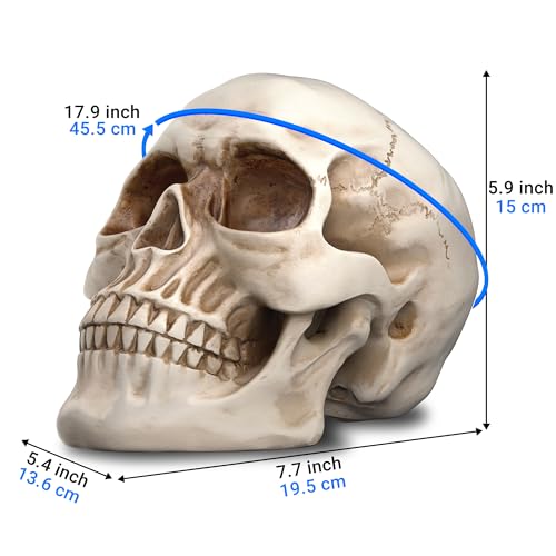 READAEER Resin Skull, Human Head Model for Home Decoration, Halloween Statue, Skull Model for Bookshelf and Desktop (White) - Image 2