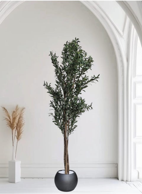 Fruitful olive tree with a large gray pot, with an attractive design, make your home more elegant, 210 cm