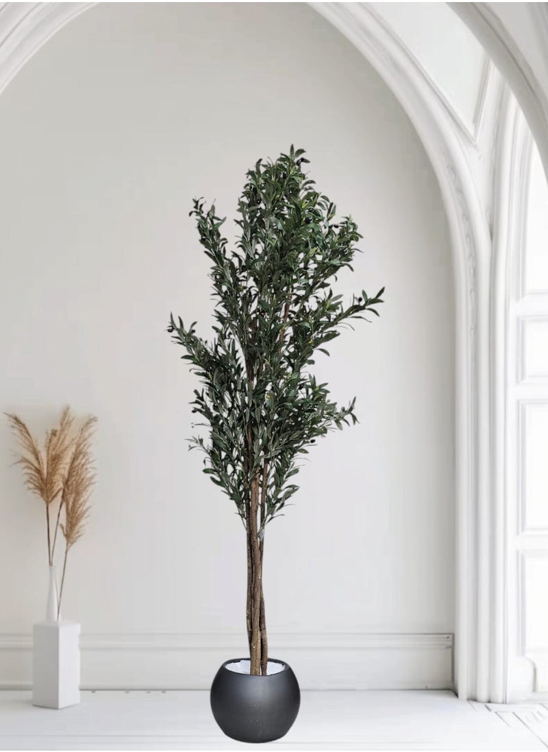 Fruitful olive tree with a large gray pot, with an attractive design, make your home more elegant, 210 cm
