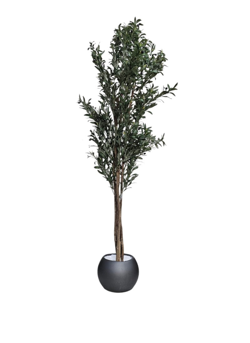 Fruitful olive tree with a large gray pot, with an attractive design, make your home more elegant, 210 cm