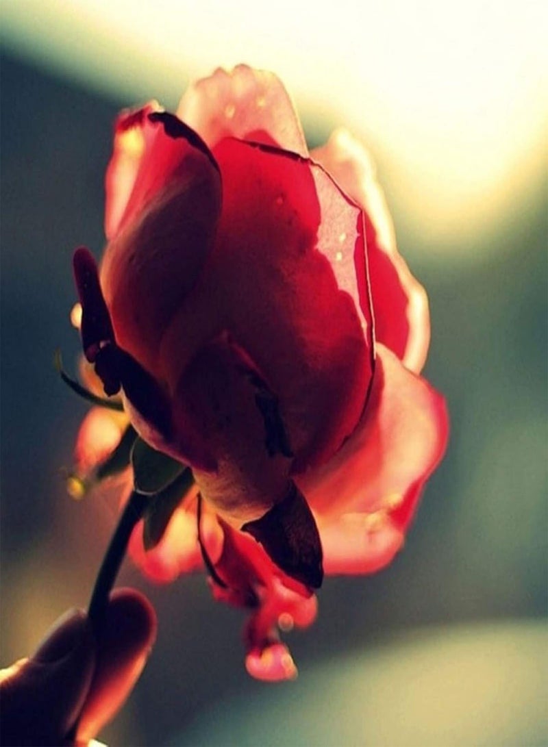 GGOOT Green Garden Flower Plants-100Pcs Beauty Rose with Red Edge Seeds Home Garden Plant Flower Decoration - Image 3