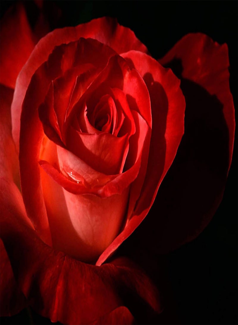 GGOOT Green Garden Flower Plants-100Pcs Beauty Rose with Red Edge Seeds Home Garden Plant Flower Decoration - Image 4