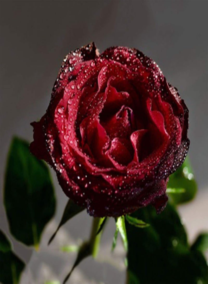 GGOOT Green Garden Flower Plants-100Pcs Beauty Rose with Red Edge Seeds Home Garden Plant Flower Decoration - Image 2