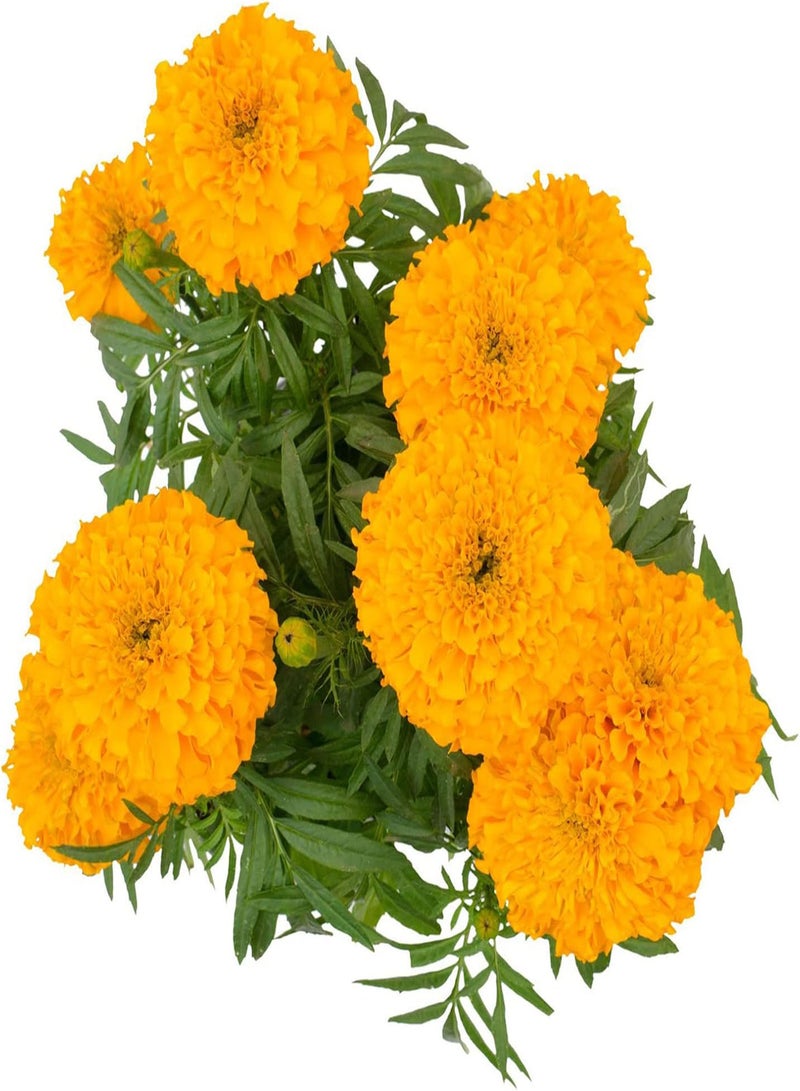 GGOOT 50Pcs/Set Giant Marigold Seeds Beautiful Open Pollinated Decorative Flowering Seeds Yard Orange - Image 3