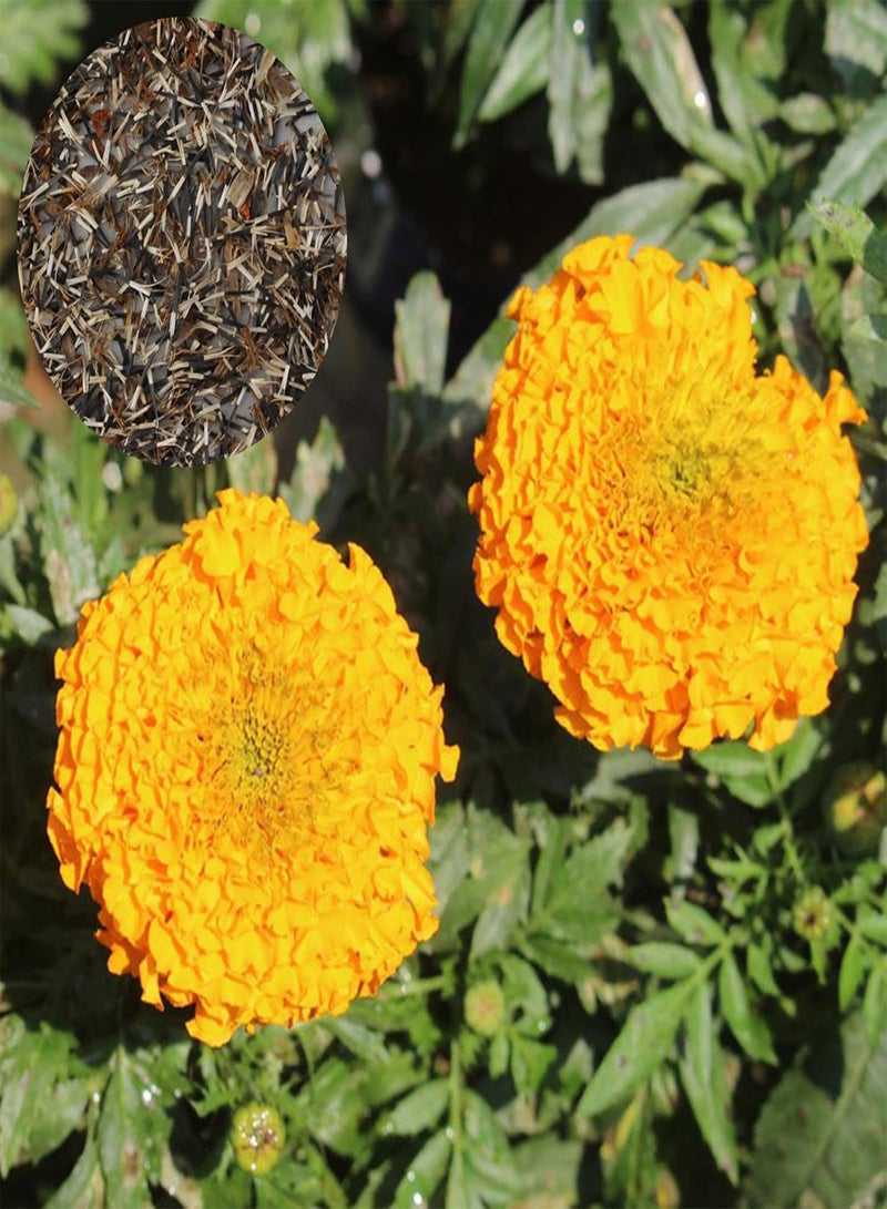 GGOOT 50Pcs/Set Giant Marigold Seeds Beautiful Open Pollinated Decorative Flowering Seeds Yard Orange - Image 1