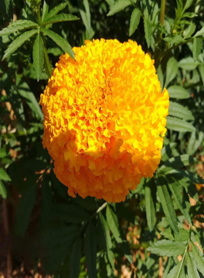 GGOOT 50Pcs/Set Giant Marigold Seeds Beautiful Open Pollinated Decorative Flowering Seeds Yard Orange - Image 2