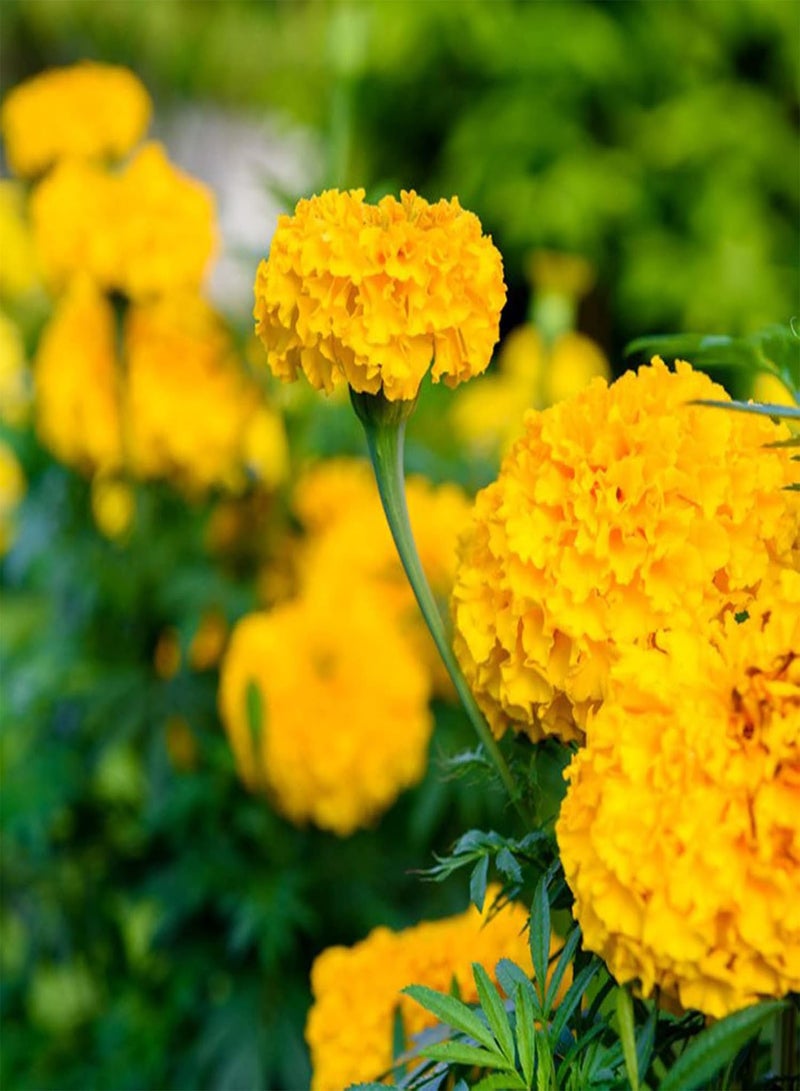 GGOOT 50Pcs/Set Giant Marigold Seeds Beautiful Open Pollinated Decorative Flowering Seeds Yard Orange - Image 5