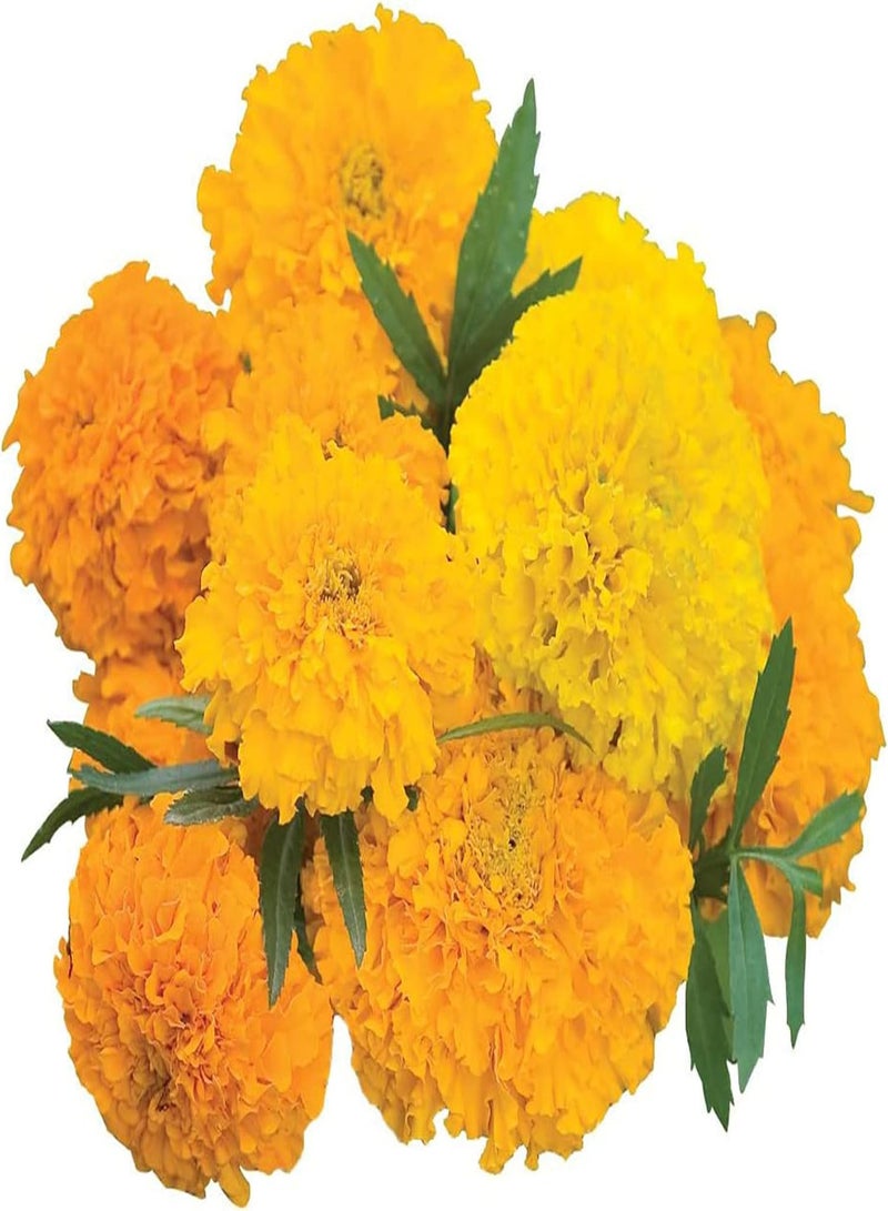 GGOOT 50Pcs/Set Giant Marigold Seeds Beautiful Open Pollinated Decorative Flowering Seeds Yard Orange - Image 4