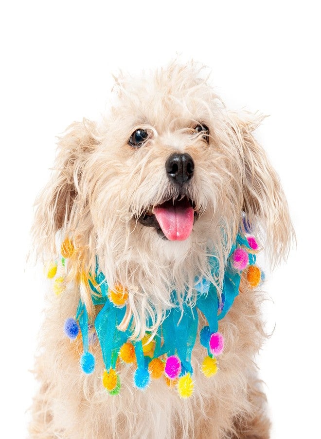 Midlee Blue Birthday Pom Pom Dog Collar (Medium) - Image 1