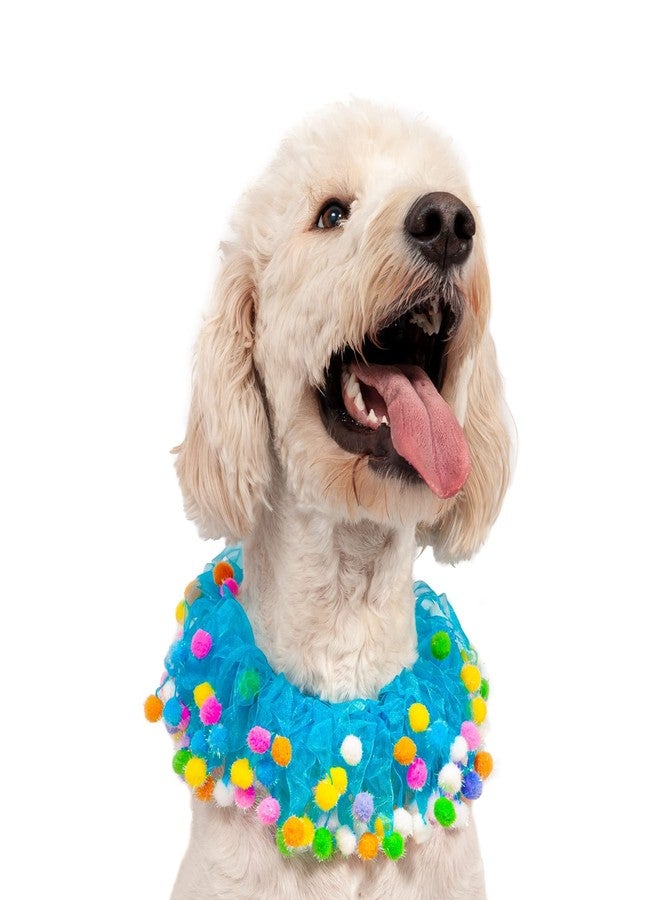 Midlee Blue Birthday Pom Pom Dog Collar (Medium) - Image 5