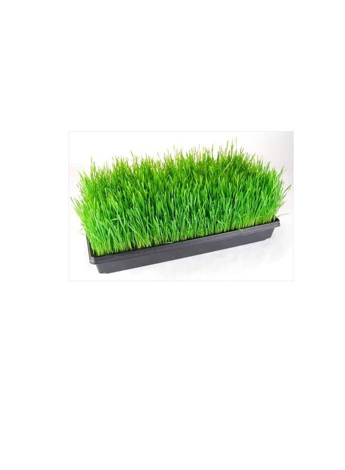 Generic 5 Pack of Durable Black Plastic Growing Trays (Without Drain Holes) 21" X 11" X 2" - Flowers, Seedlings, Plants, Wheatgrass, Microgreens & More  - Image 2