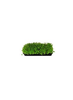 ماركة غير محددة 5 عبوات من صواني النمو البلاستيكية السوداء المتينة (بدون فتحات التصريف) 21 × 11 × 2 بوصة - أزهار ، شتلات ، نباتات ، عشبة القمح ، نباتات صغيرة والمزيد  - Image 3