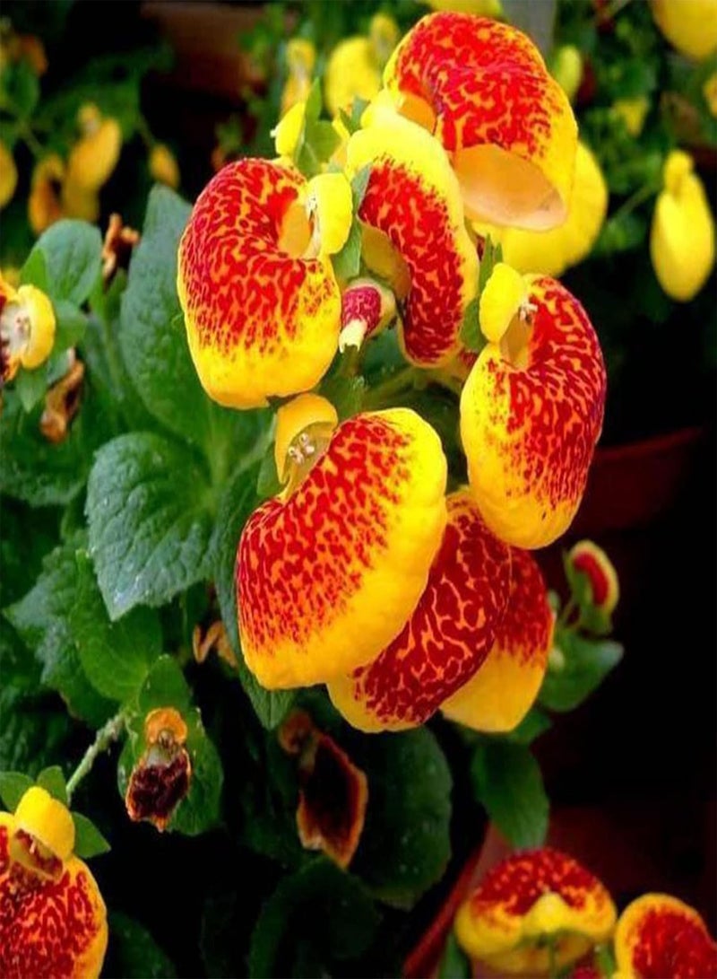 GGOOT 50Pcs/Bag Slipper Flower Seeds Highly Ornamental Annual Vibrant George Heart Shaped Calceolaria Herbeohybrida Seeds Suitable for Planting in Lawn Beds Garden Seed One Size  - Image 5