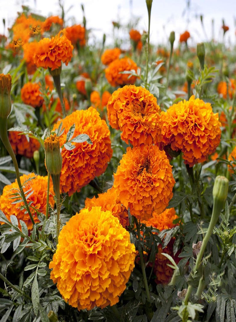 GGOOT 10 Bags Garden Seeds for Planting, Aesthetic Easy to Grow Colorful Mixed Flower Seeds for Yard Easy to Plant,Gardening,Home Decor - Mixed Flower Seeds - Image 5