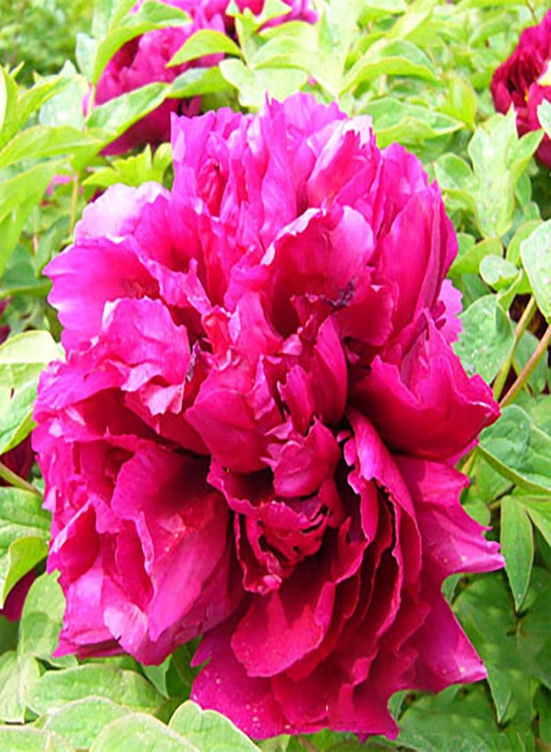 5Pcs Peony Ornamental Flower Seeds Garden Yard Patio Home Office Bonsai Decor - Rose Red Peony - Flower Seeds Vegetable Seeds Fruit Seeds Garden Plant Seeds