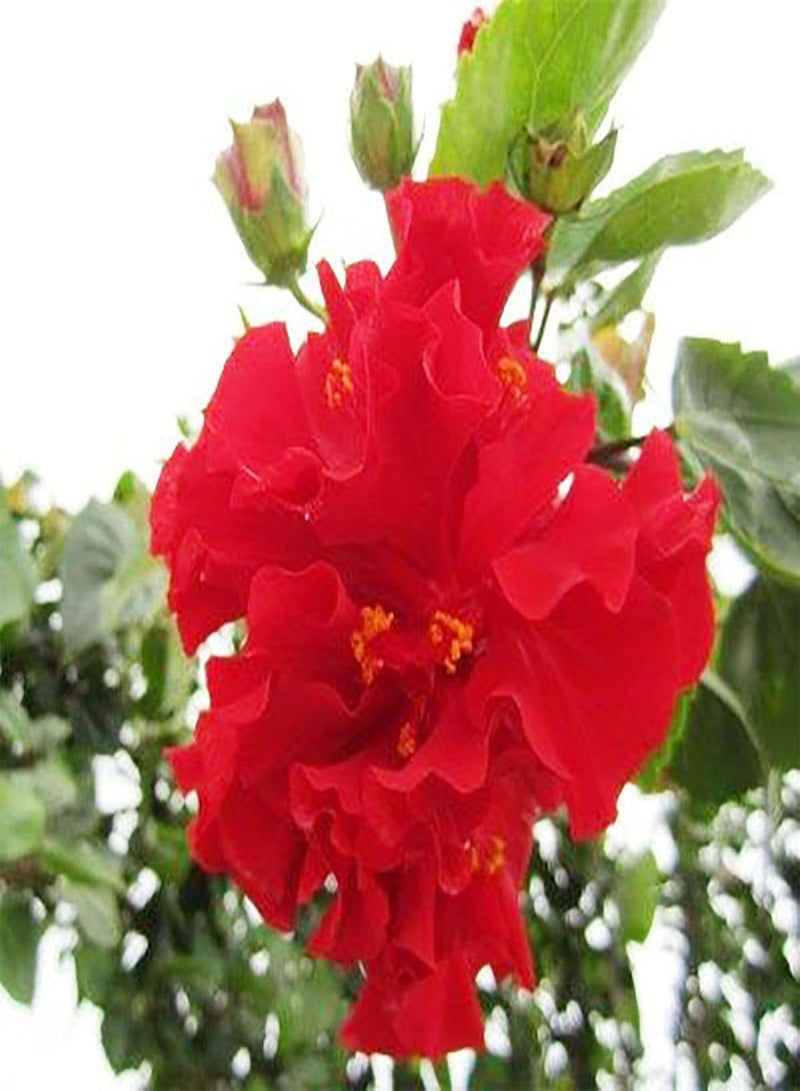 5Pcs Peony Ornamental Flower Seeds Garden Yard Patio Home Office Bonsai Decor - Rose Red Peony - Flower Seeds Vegetable Seeds Fruit Seeds Garden Plant Seeds