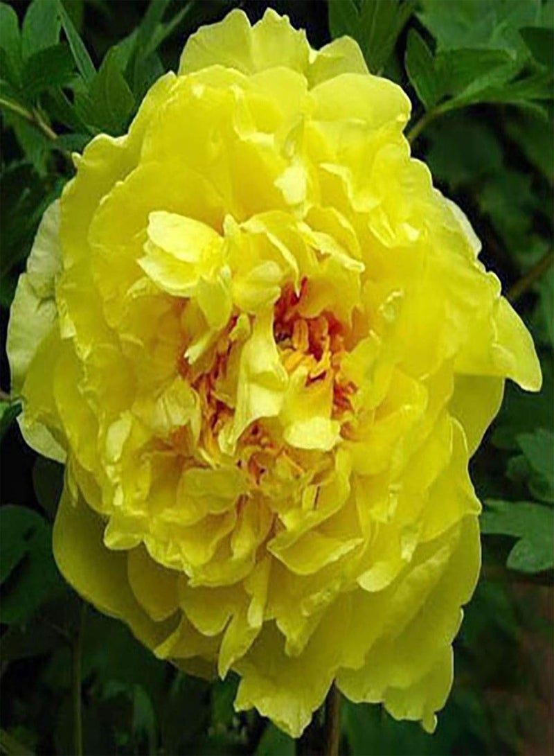 5Pcs Peony Ornamental Flower Seeds Garden Yard Patio Home Office Bonsai Decor - Rose Red Peony - Flower Seeds Vegetable Seeds Fruit Seeds Garden Plant Seeds