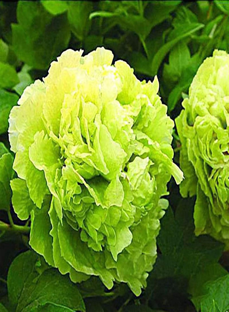 5Pcs Peony Ornamental Flower Seeds Garden Yard Patio Home Office Bonsai Decor - Rose Red Peony - Flower Seeds Vegetable Seeds Fruit Seeds Garden Plant Seeds