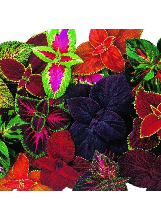 Park Seed Giant Exhibition Complete Mix Coleus Seeds, Large Multi-Colored Foliage on Compact Plants, Classic Victorian Houseplant or Shade Garden Accent, Pack of 20 - Image 1