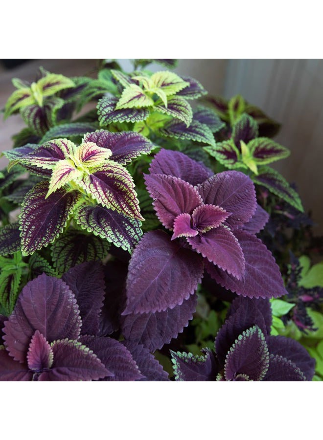 Park Seed Giant Exhibition Complete Mix Coleus Seeds, Large Multi-Colored Foliage on Compact Plants, Classic Victorian Houseplant or Shade Garden Accent, Pack of 20 - Image 3