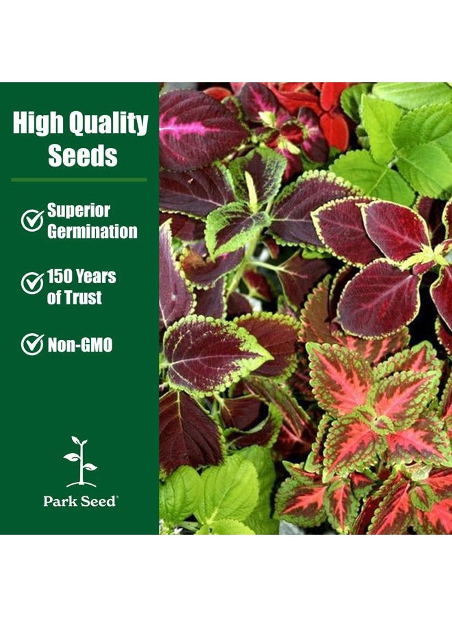 Park Seed Giant Exhibition Complete Mix Coleus Seeds, Large Multi-Colored Foliage on Compact Plants, Classic Victorian Houseplant or Shade Garden Accent, Pack of 20 - Image 4