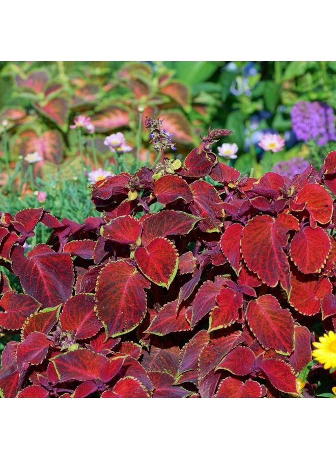 Park Seed Giant Exhibition Complete Mix Coleus Seeds, Large Multi-Colored Foliage on Compact Plants, Classic Victorian Houseplant or Shade Garden Accent, Pack of 20 - Image 2