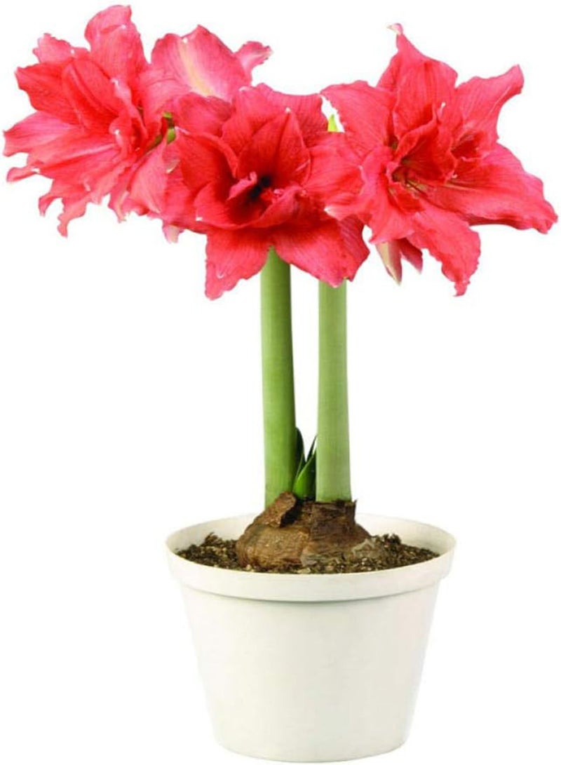 Rare Exotic Flower Seeds,Vermillion-5 mixed,Lawn Decoration Seeds