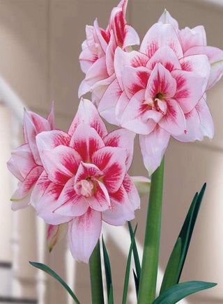 Rare Exotic Flower Seeds,Vermillion-5 mixed,Lawn Decoration Seeds - pzsku/Z4E4E223F0F47C729AB7EZ/45/1749204926/1b6cc300-ecf0-4696-8324-a7e4b214a6ba