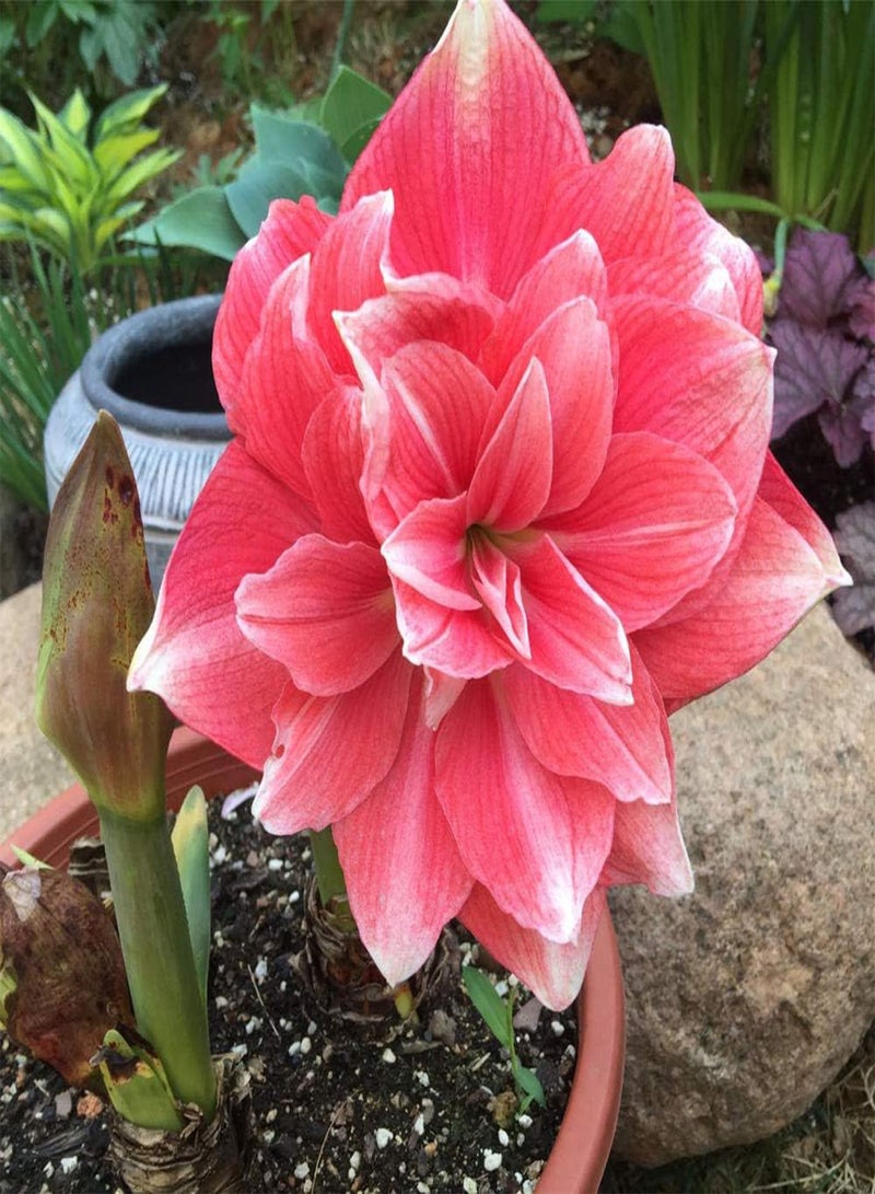Rare Exotic Flower Seeds,Vermillion-5 mixed,Lawn Decoration Seeds