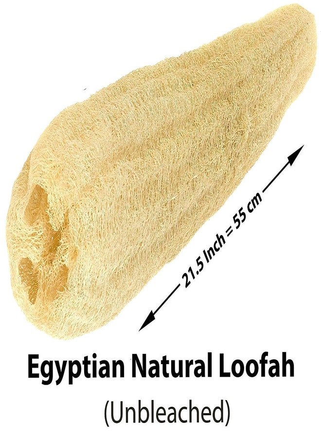 bonballoon 1 Pcs Egyptian Loofah Luffa Loffa Lofa Loofa Scrubber Natural SPA Beauty Bath Body Luxurious Premium for Skin Exfoliating (21.5" / 54 cm) - Image 2