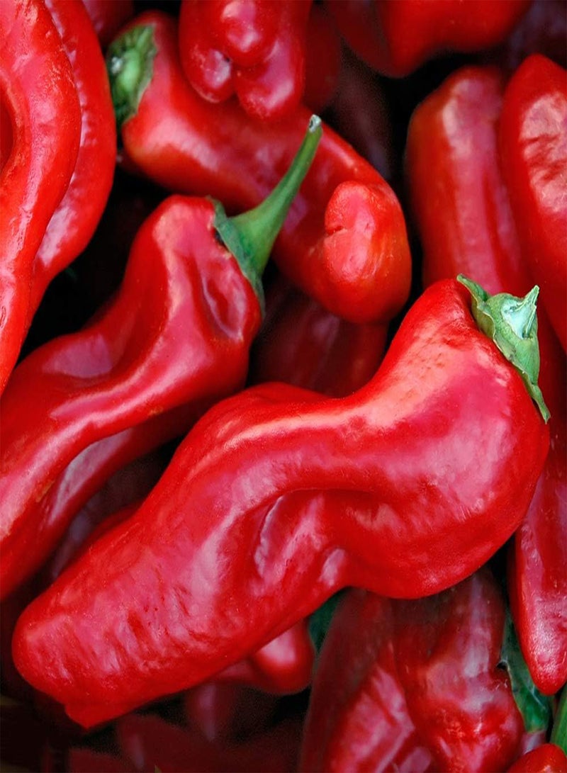 GGOOT 200Pcs Bell Pepper Seeds Outdoor Garden Farm Planting Gardening Landscape Red Chili Unique Taste Natural Low-Maintenance Crop Suitable for Novice Gardeners - Image 2