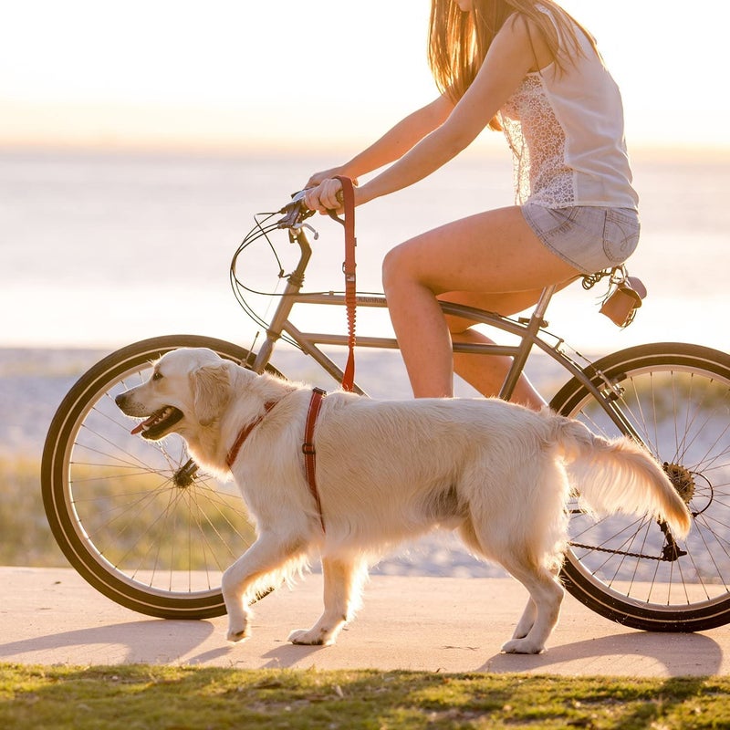 EzyDog Zero Shock Dog Leash - Shock Absorbing Bungee Leash for Dogs That Pull or Excite - Dual Handle and Reflective for Large, Medium, or Small Dogs (48-inch, Red) - Image 3