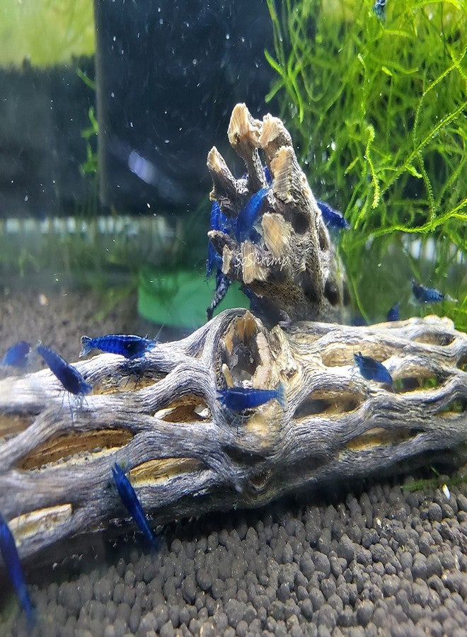 خشب تشولا الطبيعي من SoShrimp لتزيين أحواض السمك والروبيان (4 بوصة (عبوة من 5 قطع)) - Image 4