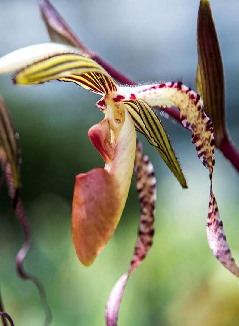 جي جوت بذور نباتات زهور الحديقة الخضراء 50 قطعة/كيس بذور Paphiopedilum Parishii ظل جزئي غير معدل وراثيًا جذاب متوسط الري بذور زهور للمنزل - Image 3