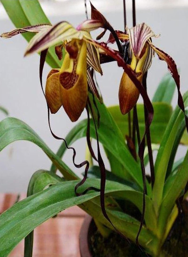 جي جوت بذور نباتات زهور الحديقة الخضراء 50 قطعة/كيس بذور Paphiopedilum Parishii ظل جزئي غير معدل وراثيًا جذاب متوسط الري بذور زهور للمنزل - Image 5