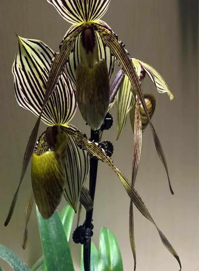 جي جوت بذور نباتات زهور الحديقة الخضراء 50 قطعة/كيس بذور Paphiopedilum Parishii ظل جزئي غير معدل وراثيًا جذاب متوسط الري بذور زهور للمنزل - Image 4