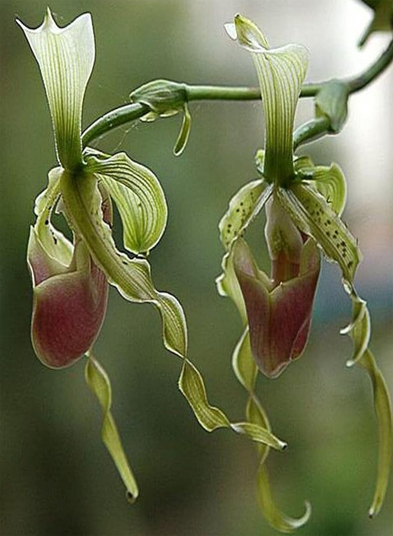 جي جوت بذور نباتات زهور الحديقة الخضراء 50 قطعة/كيس بذور Paphiopedilum Parishii ظل جزئي غير معدل وراثيًا جذاب متوسط الري بذور زهور للمنزل - Image 2