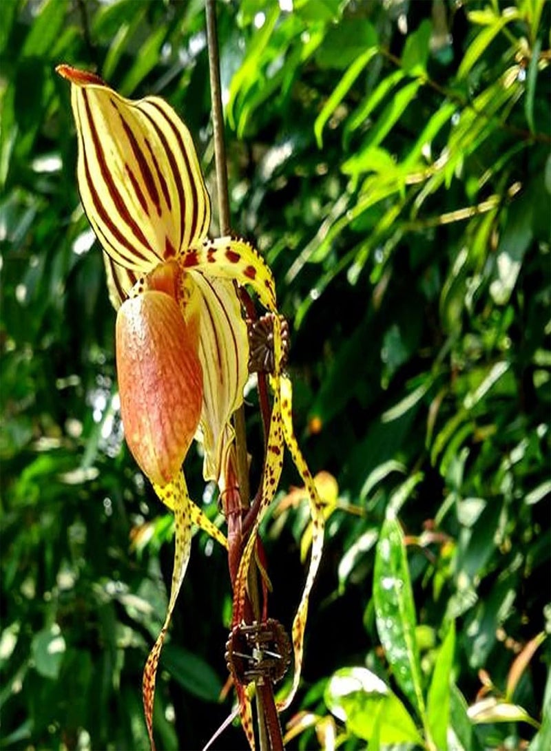 جي جوت بذور نباتات زهور الحديقة الخضراء 50 قطعة/كيس بذور Paphiopedilum Parishii ظل جزئي غير معدل وراثيًا جذاب متوسط الري بذور زهور للمنزل - Image 1