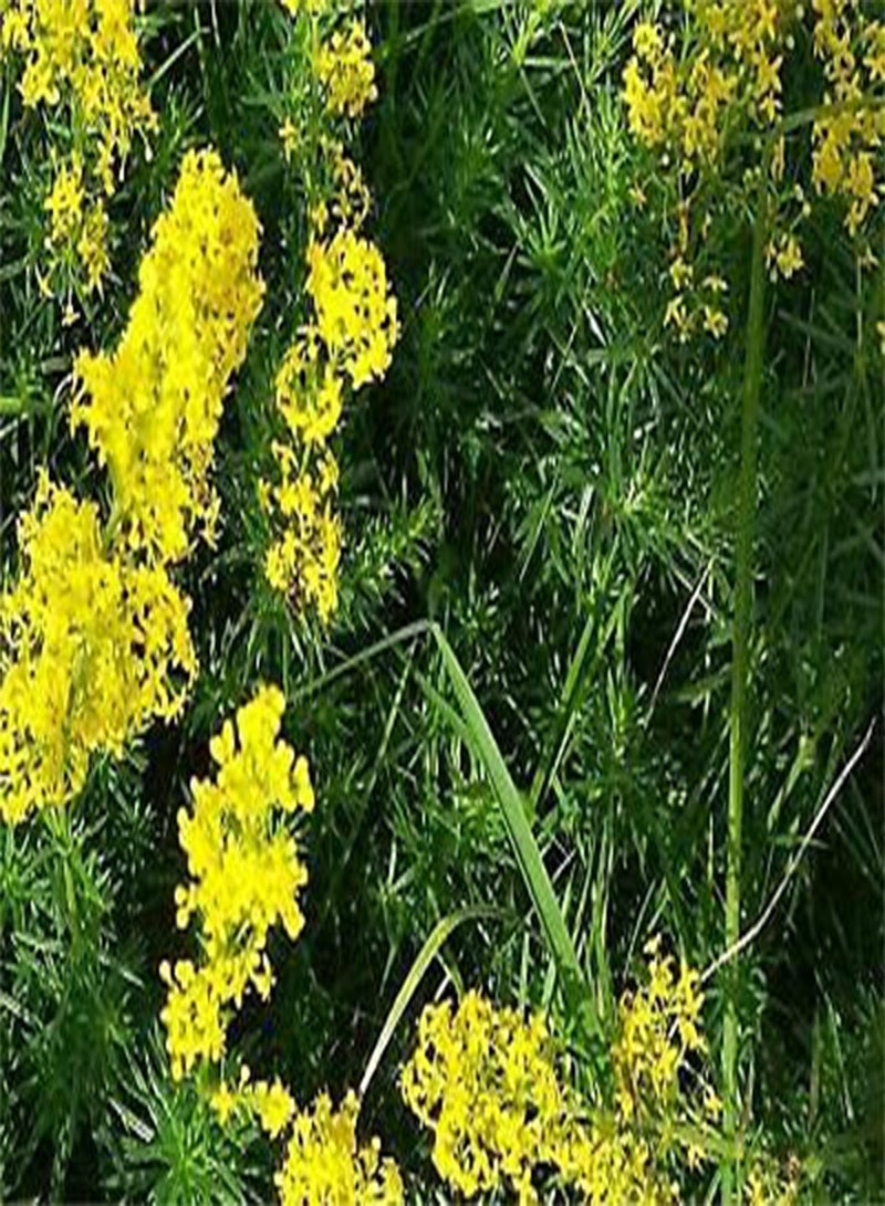 GGOOT Approx 100 Seeds of Lady's Bedstraw