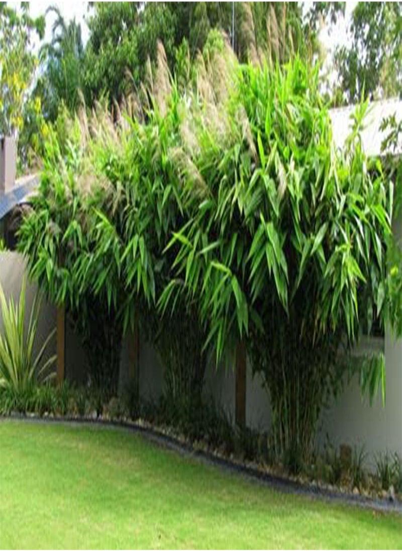 GGOOT Tiger Grass Bamboo, Thysanolaena Latifolia by Heavy Torch, 5 Seeds  - Image 1