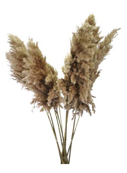 3 Pieces Fancy Natural Soft Dry Pampas Grass XL - 60-70Cm