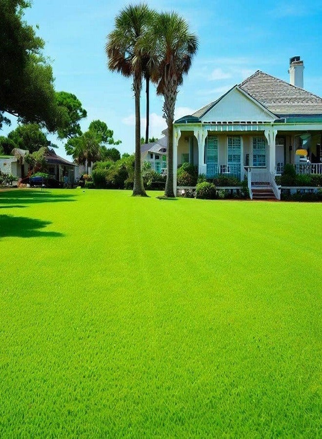 Generic Bermuda Grass Seeds for Lawn and Pasture cover 100 Meter  - Image 2