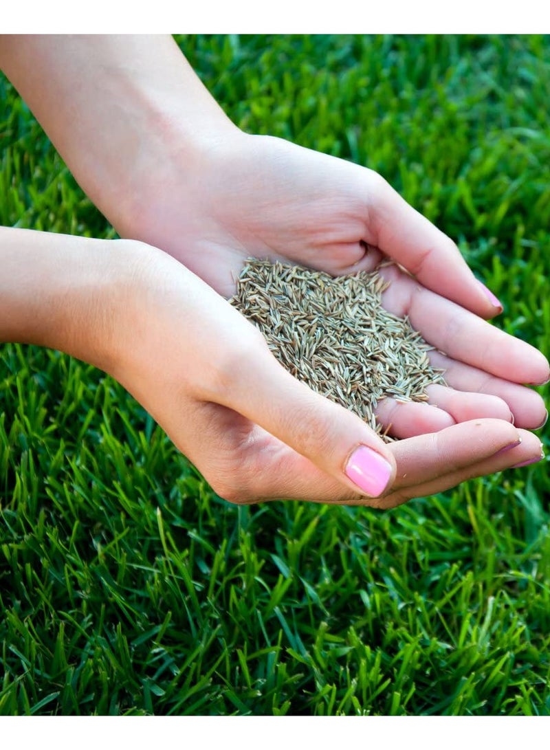 Generic Bermuda Grass Seeds for Lawn and Pasture cover 100 Meter  - Image 3