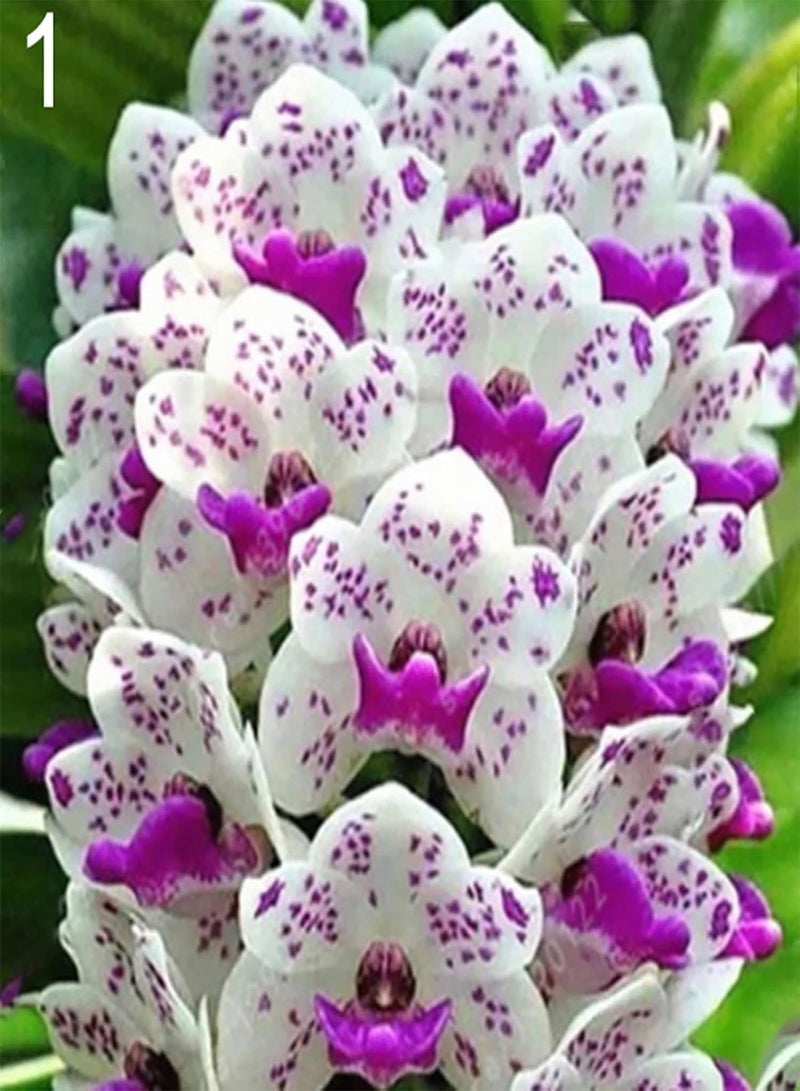GGOOT 100Pcs Floral Plants Seedlings Pack | Home Gardening Phalaenopsis Seeds Kit Long Germination Period 8 Styles Aesthetic Flower Seeds 1 Seeds  - Image 1