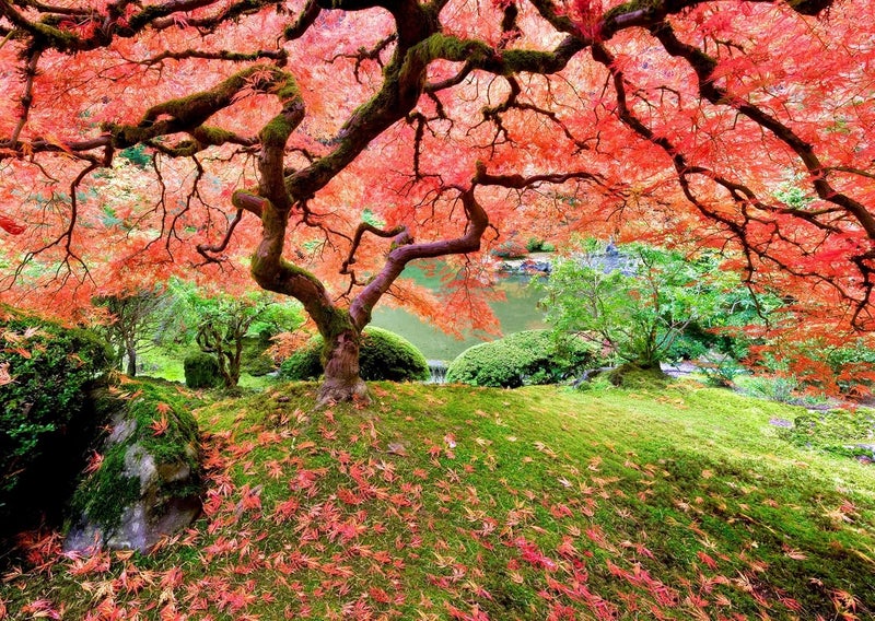 Peter Pauper Press Japanese Maple Tree 1000pc Puzzle, Ages 6+, Includes Poster - Image 1